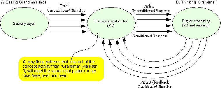 Classical Conditioning of V1 in a Loop